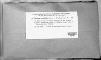Hericium coralloides image